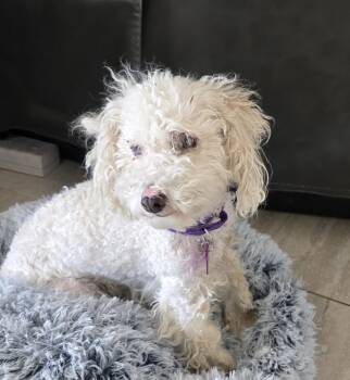 Rescue Maltese and Poodle Dogs for Adoption in Placentia, California - Robbie #532 | PetCurious