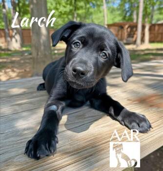 Labrador Retriever Dogs Available for Adoption in Magnolia, Texas - Larch | PetCurious