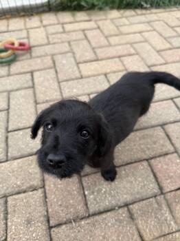 Mac -  Labradoodle and Terrier Dog for Adoption in Plainfield, Illinois - Mac | PetCurious