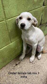 Cinder -  Labrador Retriever Dog for Adoption in Fort Payne, Alabama - Cinder | PetCurious