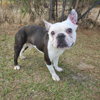 French Bulldog Dogs Available for Adoption - Winnebago | PetCurious