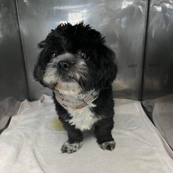 Chester Detector -  Shih Tzu Dog for Adoption in Northbrook, Illinois - Chester Detector | PetCurious