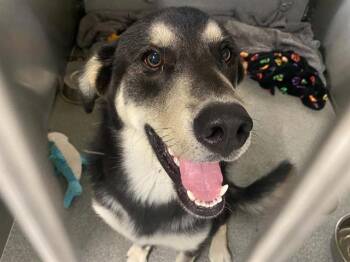 ROMAN -  German Shepherd Dog and Australian Kelpie Dog for Adoption in Tustin, California - ROMAN | PetCurious