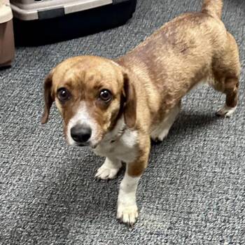 Beagle and Basset Hound Dogs Available for Adoption in Wichita, Kansas - Penny | PetCurious