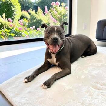 Pikachu -  Pit Bull Terrier Dog for Adoption in Fort Worth, Texas - Pikachu | PetCurious
