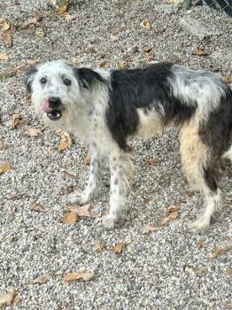 Dolly (Formerly "Jolly") -  Wire Fox Terrier Dog for Adoption in Muskegon, Michigan - Dolly (Formerly "Jolly") | PetCurious