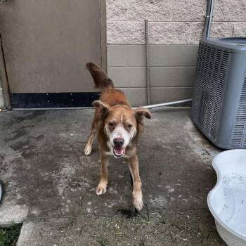 Clay -  Shepherd and Mixed Breed Dog for Adoption in Jacksboro, Tennessee - Clay | PetCurious