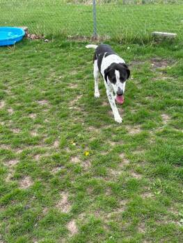 German Shorthaired Pointer and Coonhound Dogs Available for Adoption in Fort Madison, Iowa - Beauregard | PetCurious