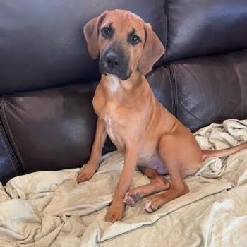 Rescue Hound and Rhodesian Ridgeback Dogs for Adoption in Seguin, Texas - Clifford | PetCurious