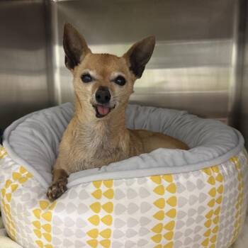 Hattie McHoneysuckle -  Chihuahua Dog for Adoption in San Diego, California - Hattie McHoneysuckle | PetCurious