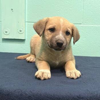 Labrador Retriever Dogs Available for Adoption in Cabot, Arkansas - Floyd Eugene | PetCurious