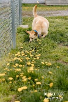 Shetland Sheepdog Sheltie and Corgi Dogs Available for Adoption in Cuyahoga Falls, Ohio - Bonnie | PetCurious