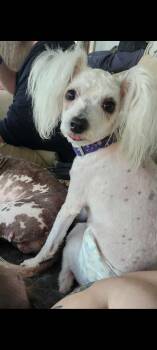 Rescue Terrier Dogs for Adoption in Lewis Center, Ohio - Arte | PetCurious