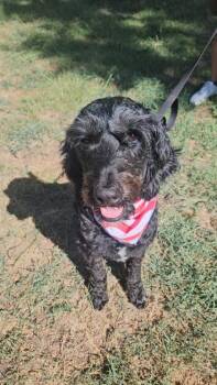 Rio -  Standard Poodle and Mixed Breed Dog for Adoption in Morton Grove, Illinois - Rio | PetCurious