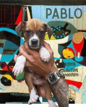 Rescue Mixed Breed Dogs for Adoption in Memphis, Tennessee - Pablo Picasso | PetCurious