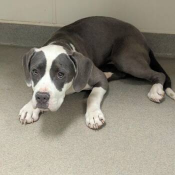 Pit Bull Terrier Dogs Available for Adoption in Lynchburg, Virginia - Melody | PetCurious