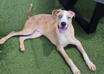 Rosita -  Mixed Breed Dog for Adoption in Athens, Georgia - Rosita | PetCurious