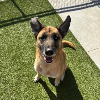 German Shepherd Dog Dogs Available for Adoption - Fonzy | PetCurious