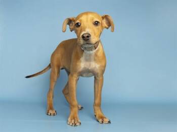 Australian Cattle Dog Blue Heeler Dogs Available for Adoption in Phoenix, Arizona - COSMO | PetCurious