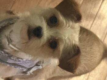 Cairn Terrier Dogs Available for Adoption in Eagleville, Tennessee - Zella | PetCurious