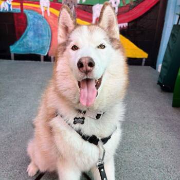 Simba 14478 -  Alaskan Malamute Dog for Adoption in San Francisco, California - Simba 14478 | PetCurious