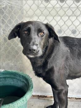 Labrador Retriever and Mixed Breed Dogs Available for Adoption in Conroe, Texas - A427318 | PetCurious