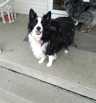 Noel ...COURTESY LISTING -  Australian Shepherd Dog for Adoption - Noel ...COURTESY LISTING | PetCurious