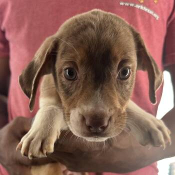 Holly - Local October 9-11 -  Labrador Retriever Dog for Adoption in Brookshire, Texas - Holly - Local October 9-11 | PetCurious