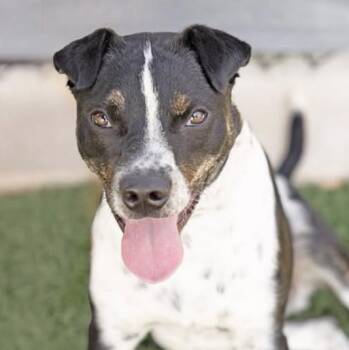 Dimitri -  Mixed Breed Dog for Adoption in Wilsall, Montana - Dimitri | PetCurious