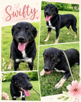 Swifty (foster to adopt) -  Australian Shepherd and Flat Coated Retriever Dog for Adoption - Swifty (foster To Adopt) | PetCurious