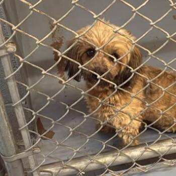 Sawyer -  Mixed Breed Dog for Adoption in Gadsden, Alabama - Sawyer | PetCurious