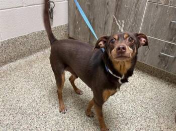 Chihuahua and Mixed Breed Dogs Available for Adoption in Colorado Springs, Colorado - SLINKY | PetCurious