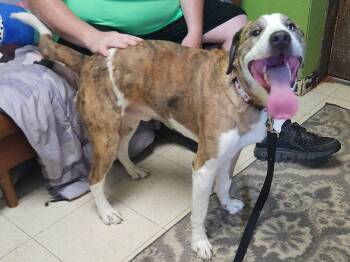 Draco -  Husky Dog for Adoption in Peru, Illinois - Draco | PetCurious