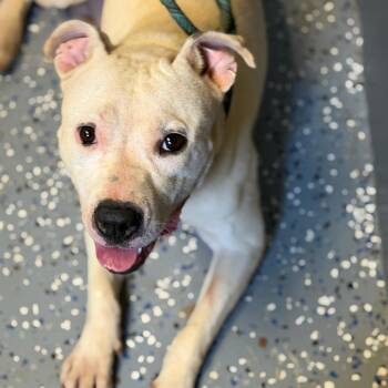 Pit Bull Terrier and Mixed Breed Dogs Available for Adoption in Tuscaloosa, Alabama - TUSC-Stray-84580 | PetCurious