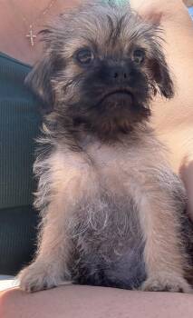 Saturn -  Pug and Shih Tzu Dog for Adoption in San Diego, California - Saturn | PetCurious