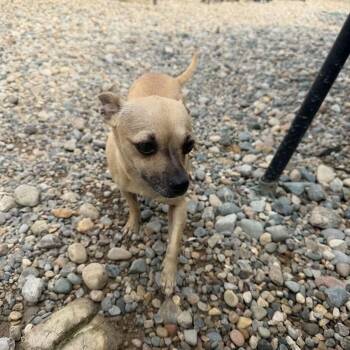 Milky Way -  Chihuahua Dog for Adoption in Sterling Heights, Michigan - Milky Way | PetCurious