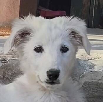 Borzoi and Border Collie Dogs Available for Adoption in Boerne, Texas - Maisy | PetCurious