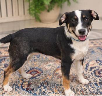 RAVEN -  Australian Shepherd Dog for Adoption in Rowlett, Texas - RAVEN | PetCurious