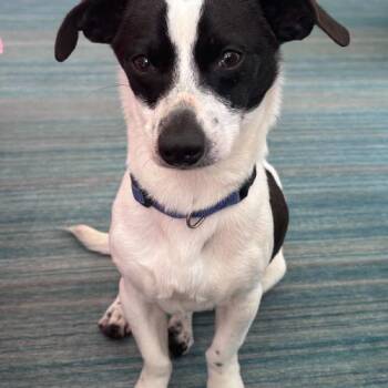 Mixed Breed Dogs Available for Adoption - CK One | PetCurious