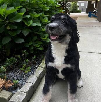 Bernedoodle Dogs Available for Adoption in Marietta, Georgia - Sienna | PetCurious