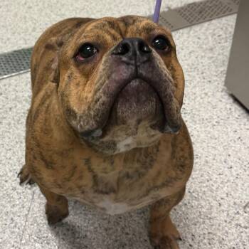 English Bulldog and American Bulldog Dogs Available for Adoption in Reno, Nevada - Pinto | PetCurious