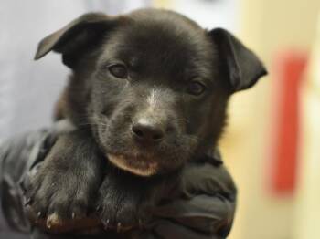Terrier and Mixed Breed Dogs Available for Adoption in Portland, Oregon - O