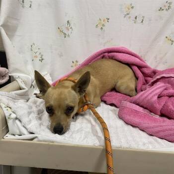 HALF PINT -  Chihuahua Dog for Adoption in Modesto, California - HALF PINT | PetCurious
