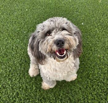 Poodle Dogs Available for Adoption - Pico | PetCurious