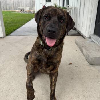 Binx -  American Staffordshire Terrier Dog for Adoption in Martinez, California - Binx | PetCurious