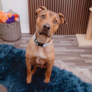 Shepherd and Rhodesian Ridgeback Dogs Available for Adoption - Johnny Blaze | PetCurious