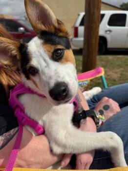 Bella -  Australian Shepherd Dog for Adoption in Millcreek, Utah - Bella | PetCurious