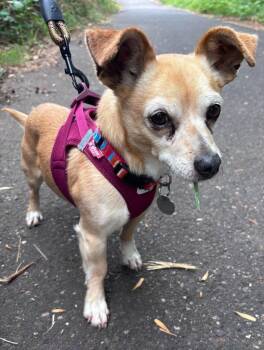 Timone -  Chihuahua Dog for Adoption in St. Helens, Oregon - Timone | PetCurious