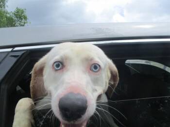 Catahoula Leopard Dog and Mixed Breed Dogs Available for Adoption in Ocala, Florida - A380038 | PetCurious