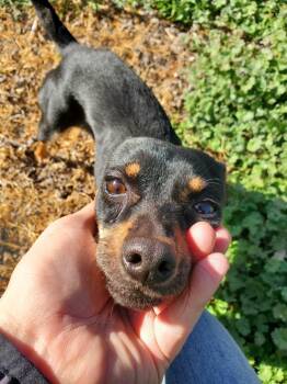 Chihuahua and Miniature Pinscher Dogs Available for Adoption - The Dude | PetCurious